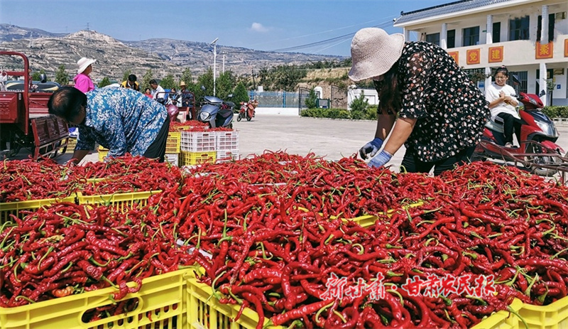 2025年中国品牌价值评价结果揭晓 “甘谷辣椒”品牌价值达4.23亿元