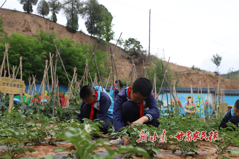 清水县：深耕实践沃土“五育融合”育新苗

