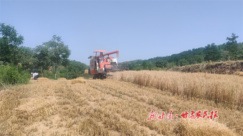 华亭：小麦收割忙 处处好“丰”光