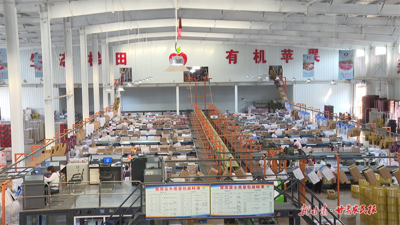 庄浪：“智能”分拣助力产业振兴