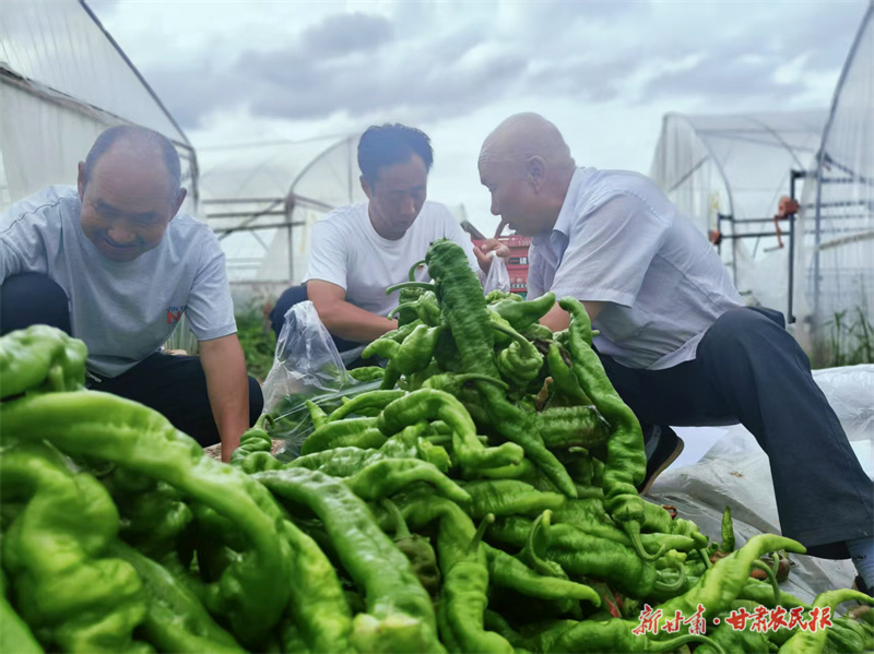 灵台："抱团种菜"蹚出村集体增收新路子