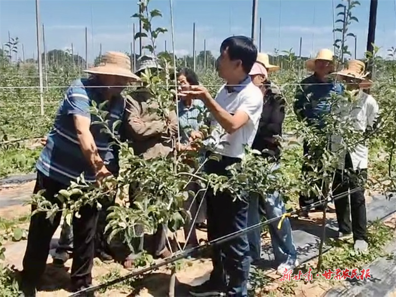 泾川：夏季果园管护忙