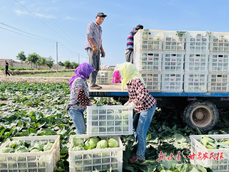 凉州区：甘蓝喜丰收