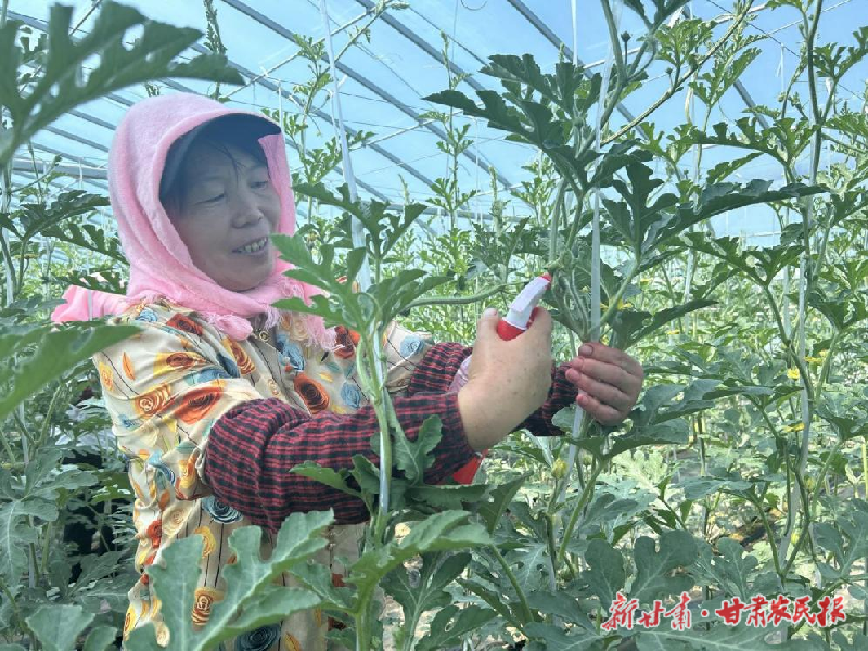 凉州区：西瓜种植有“甜头”农民致富有“奔头”