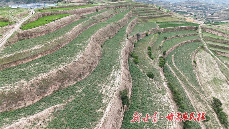 甘谷县：中药材田间管理正当时 产业振兴添动能