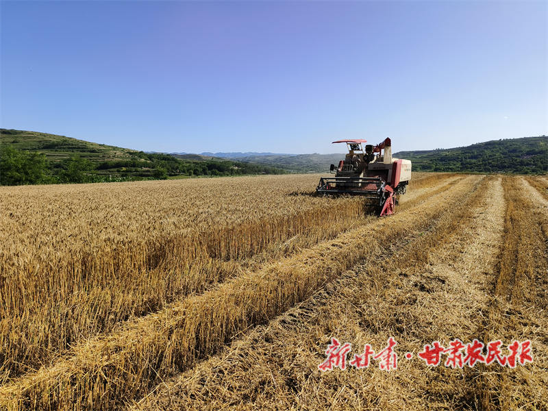 秦州32.66万亩冬小麦开镰收割