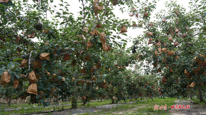 静宁：用好致富带头人 奏响乡村振兴曲