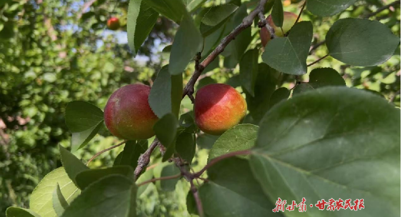 金川区：让乡村旅游既有&ldquo;土味&rdquo;也有&ldquo;品位&rdquo;