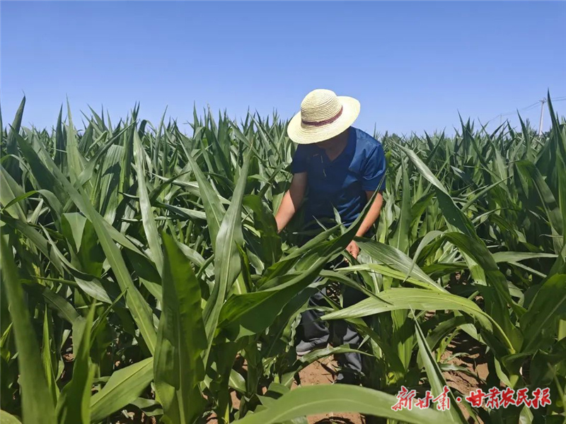 古浪：&ldquo;粮田&rdquo;变&ldquo;良田&rdquo; 增产又增收