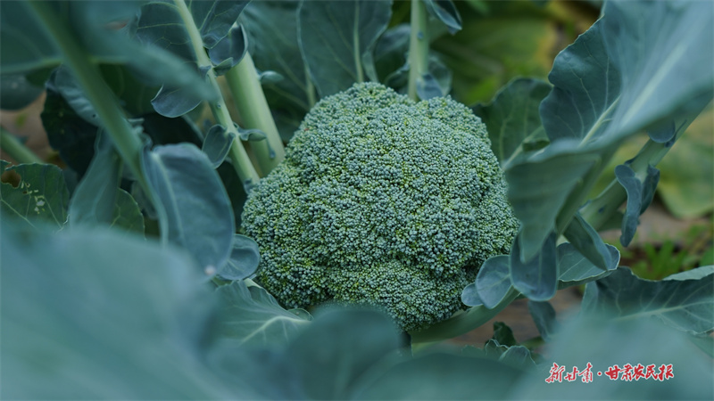 静宁：大棚蔬菜丰收忙