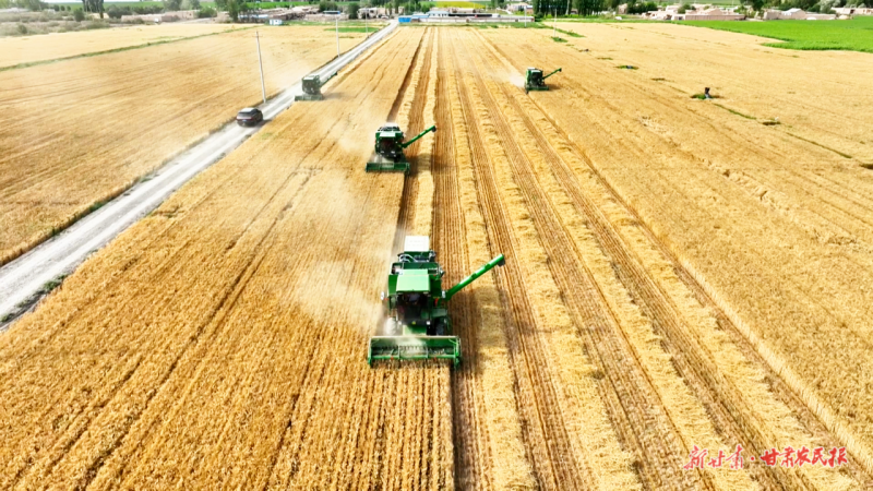 收割机收割小麦