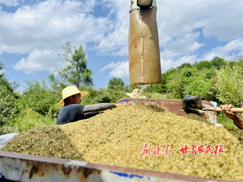 华亭：麦浪翻滚绘丰年 颗粒归仓启新篇