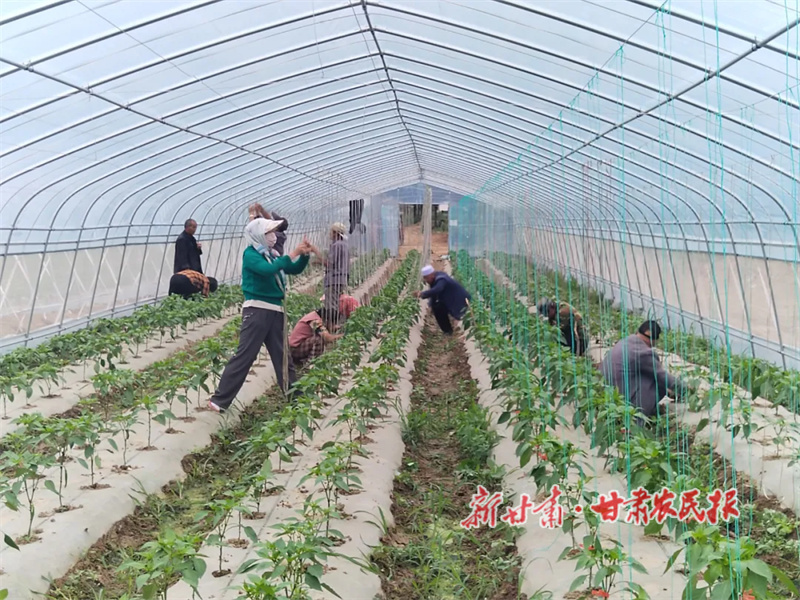 华亭：辣椒基地搭架忙，产业致富干劲足