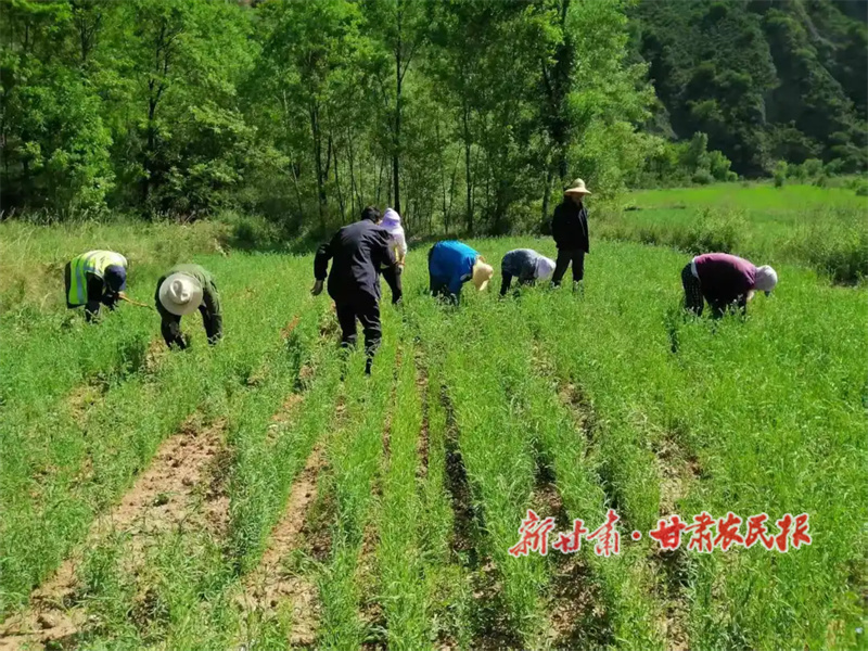 华亭：不负农忙好时光，田间地头管护忙