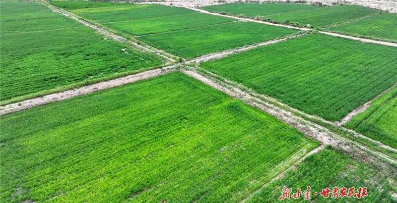 特色产业激活乡村振兴新动能