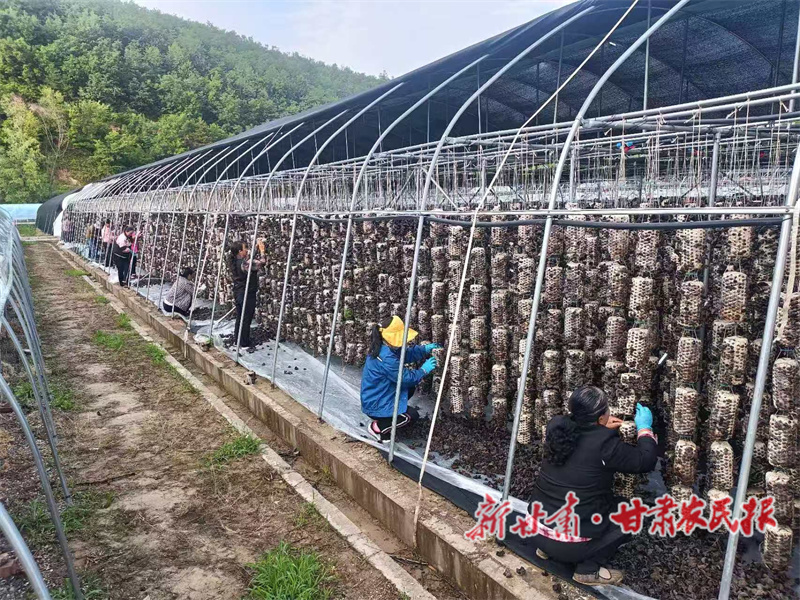 清水县：“智汇菌业・技领未来”文明实践项目助力产业发展