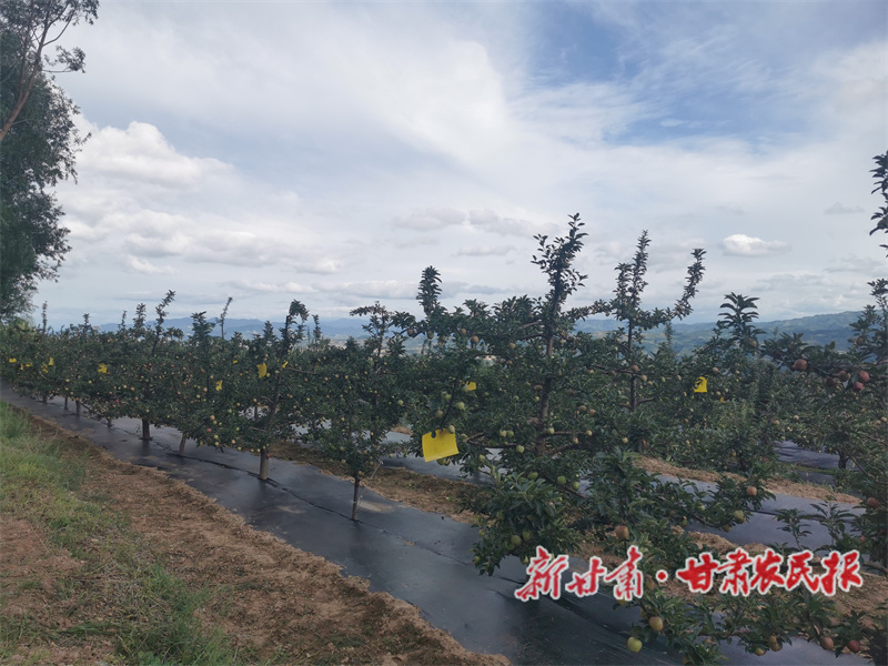 秦州区：扎实推进乡村全面振兴