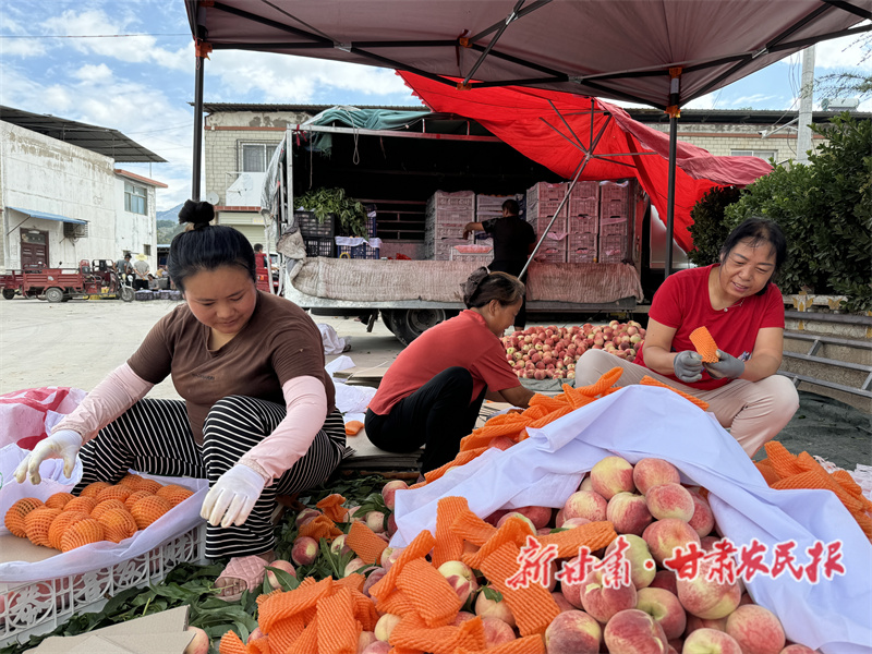 渭河畔，蜜桃红了！麦积区果农笑了！