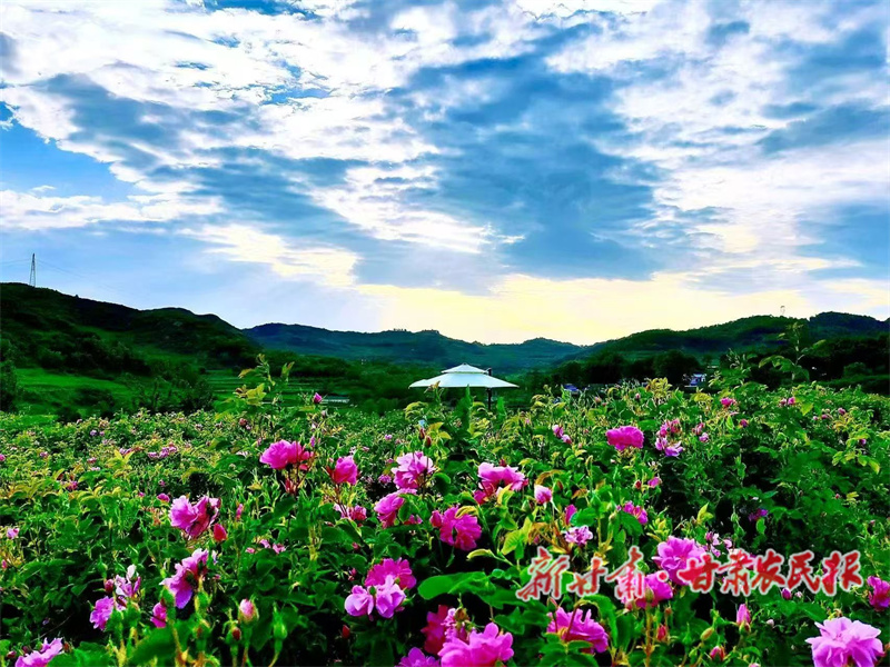 秦州区：玫瑰香飘 产业融合绘就“花样经济”新图景