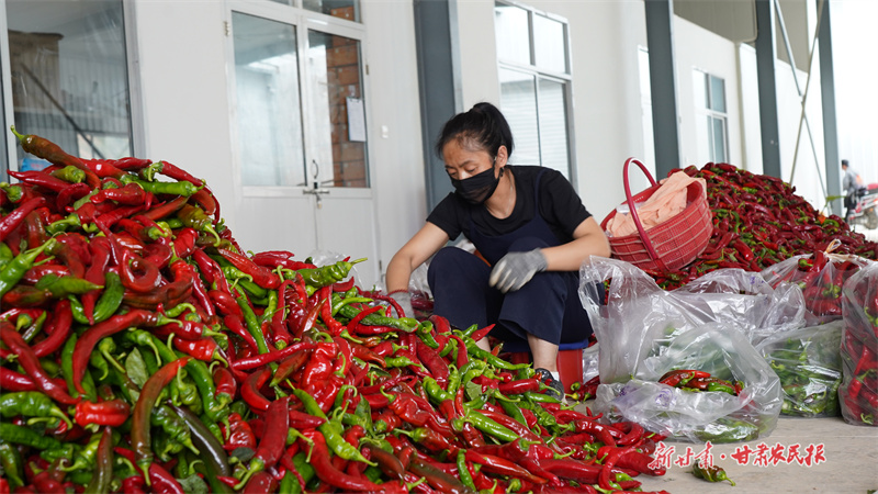 静宁：大棚经济结硕果