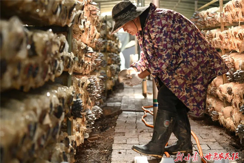 【图片新闻】天祝县西大滩镇蘑菇开始采收了