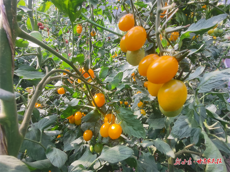 打一场农田&ldquo;复活赛&rdquo;&mdash;&mdash;生态健康农业的金塔路径（上）