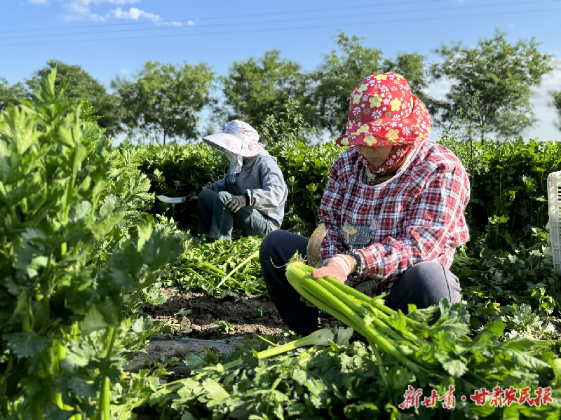 凉州区：水果芹菜喜获丰收