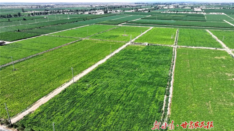 民勤：深耕“药材田” 民富产业兴