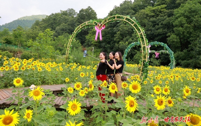 康县：向日葵花开迎客来
