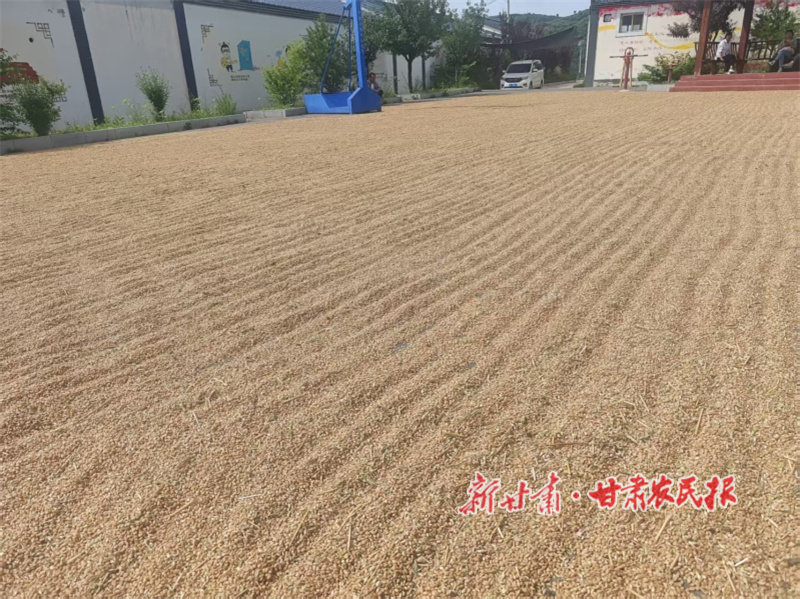华亭：干群同心护丰收 晒场铺就幸福图