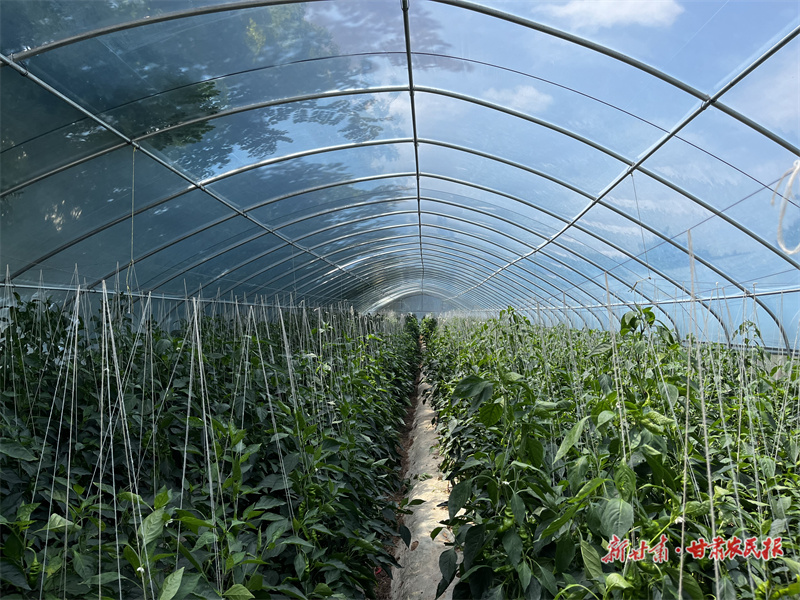 石油真情润泾川——中国石油西北销售公司五年帮扶纪实