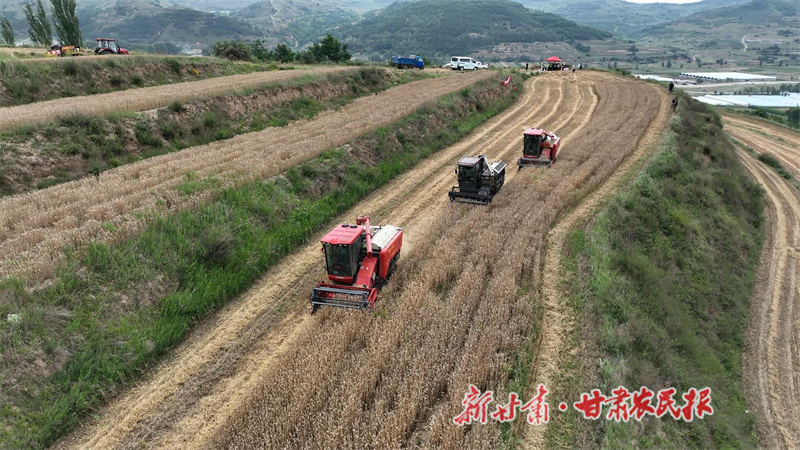 秦州区：机收大比武 减损助增收

