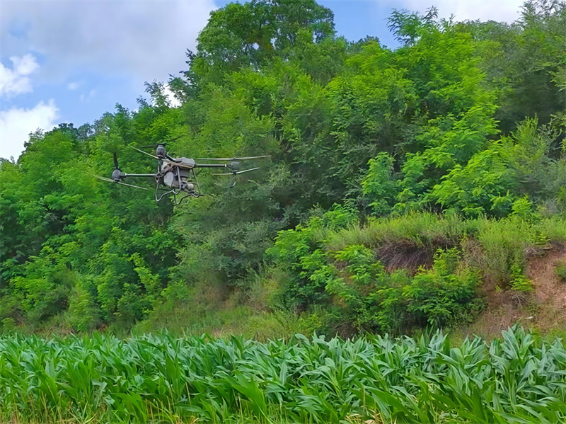 华亭：“一喷三防”织就玉米丰收防护网