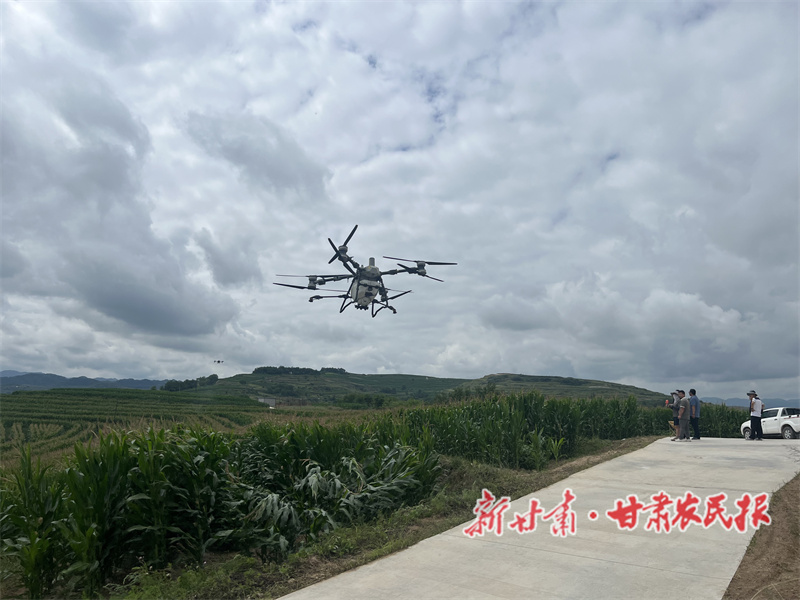 秦州区：强化大豆玉米田间管理 筑牢秋粮丰收根基