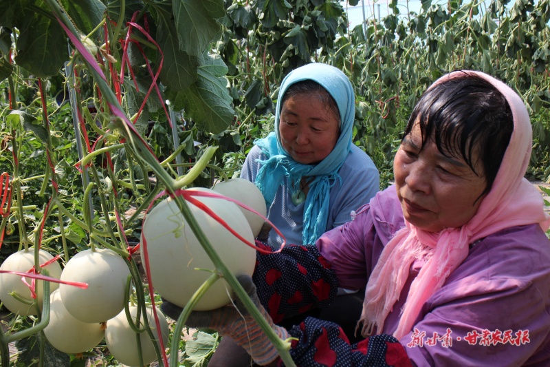 高台农民赵海的“甜蜜”事业