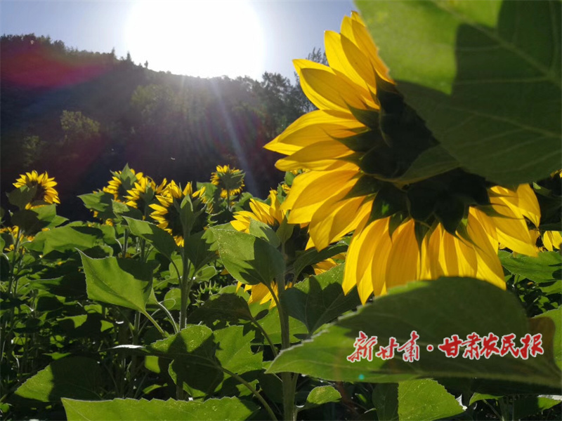 华亭：葵花涌金波，美景邀客来