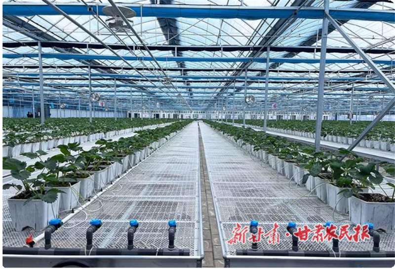 种苗育“芯” 产业联“链”——秦州区草莓产业交出振兴答卷