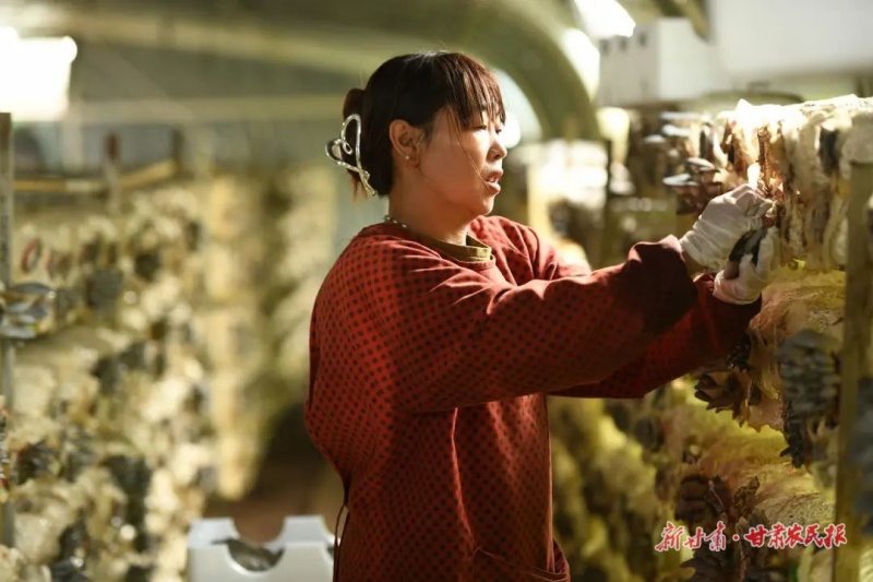 食用菌种植基地