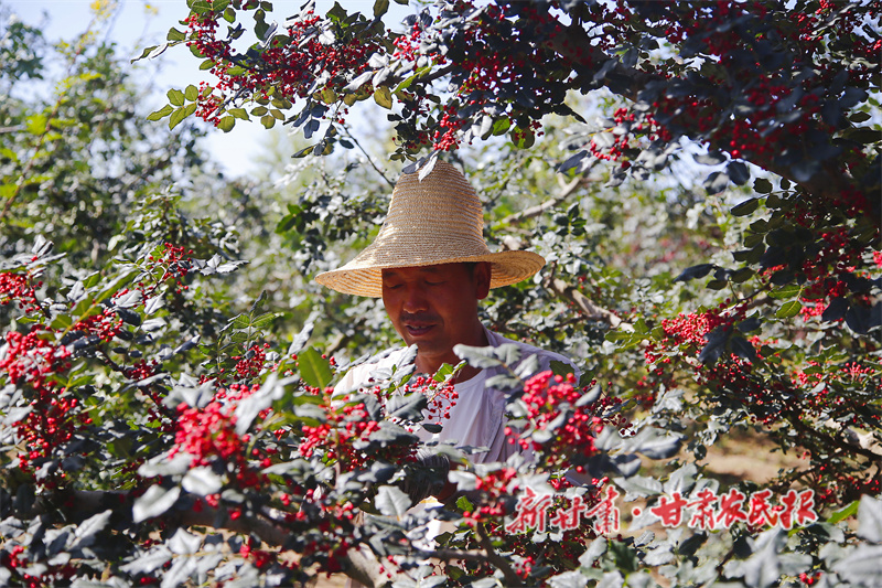 甘谷县：特色产业“挑大梁”