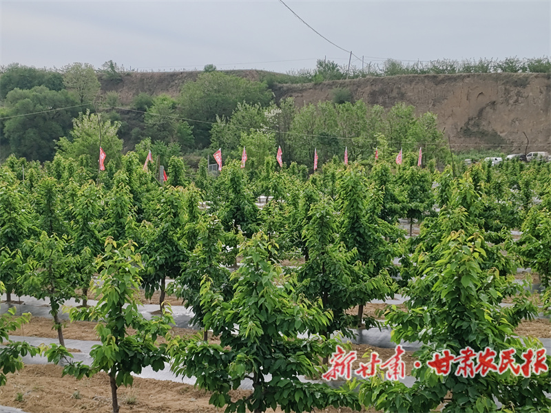 秦州区：乡村产业“旺” 乡村全面振兴更有“望”