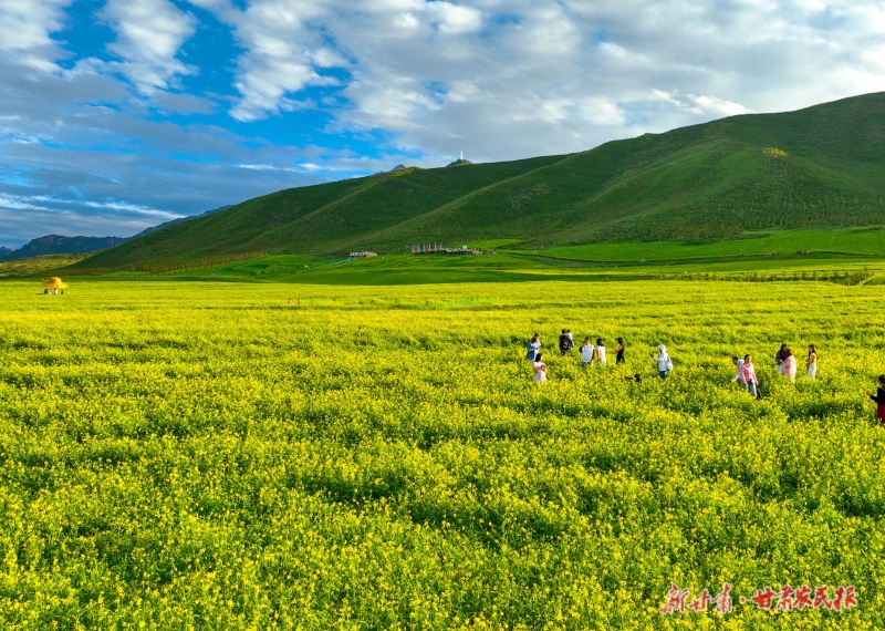 扁都口万亩油菜花