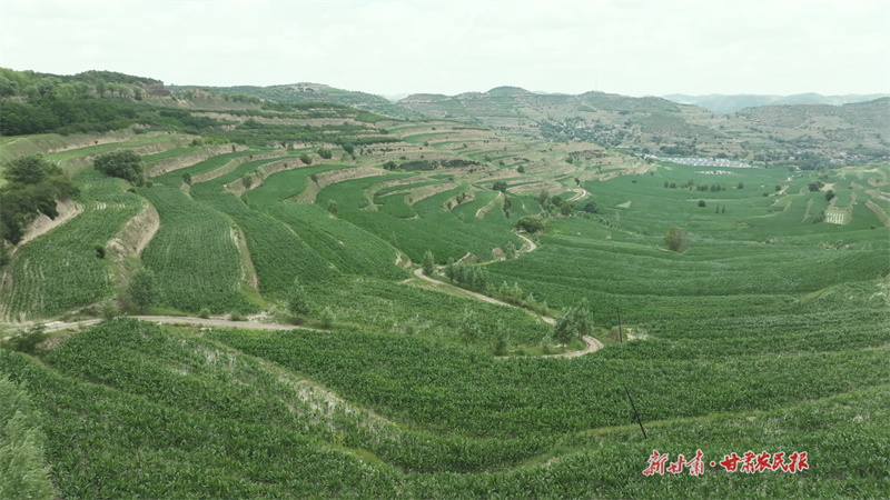 38万亩玉米"绿浪"涌静宁