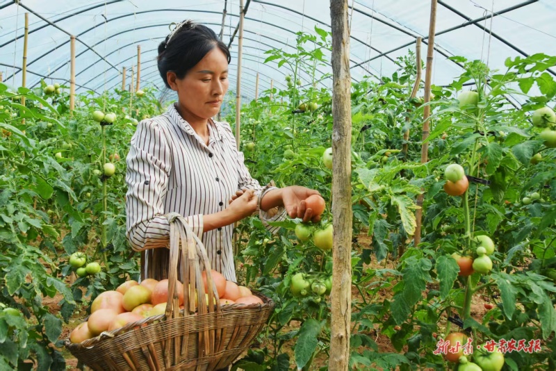 采摘西红柿