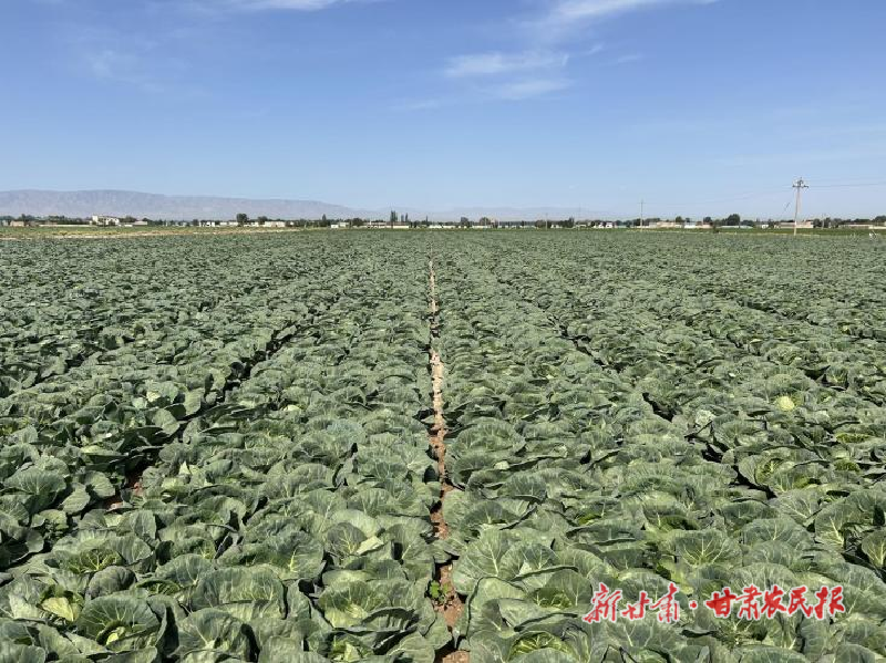 【图片新闻】凉州：万亩蔬菜绘“丰”景