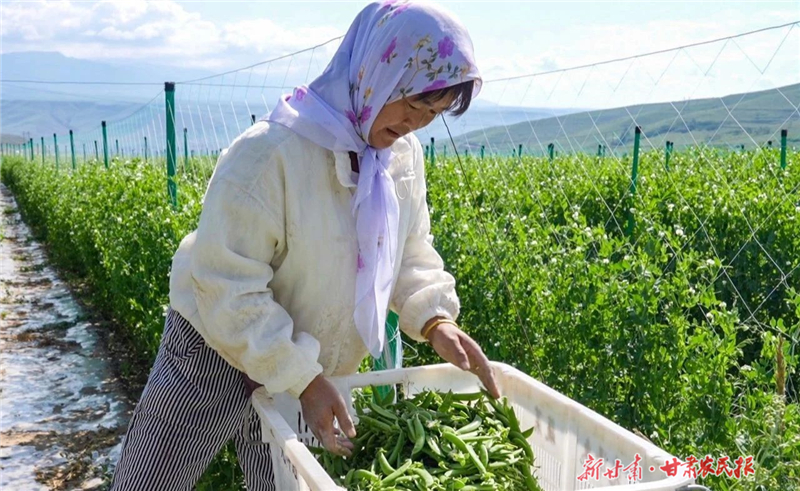 天祝：高原夏菜进入采收季