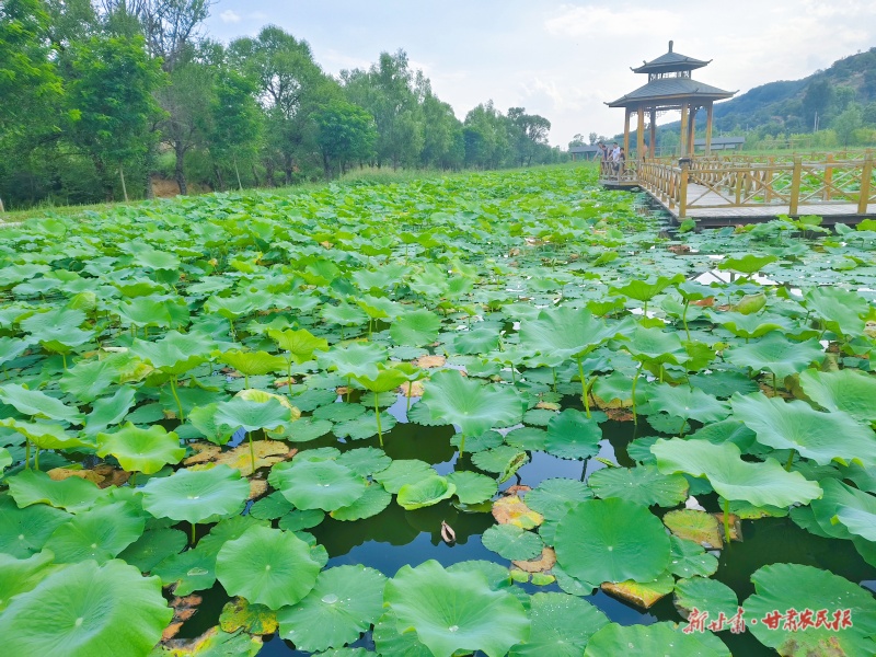 宁县盘克镇宋庄荷塘