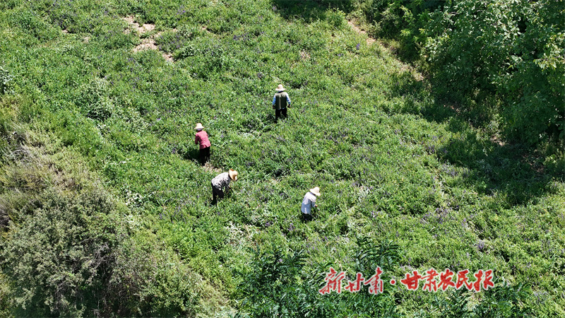 清水县：田间管护正当时 药材飘香产业兴
