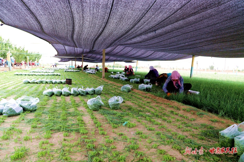 民勤县大坝镇八一村沙葱种植基地