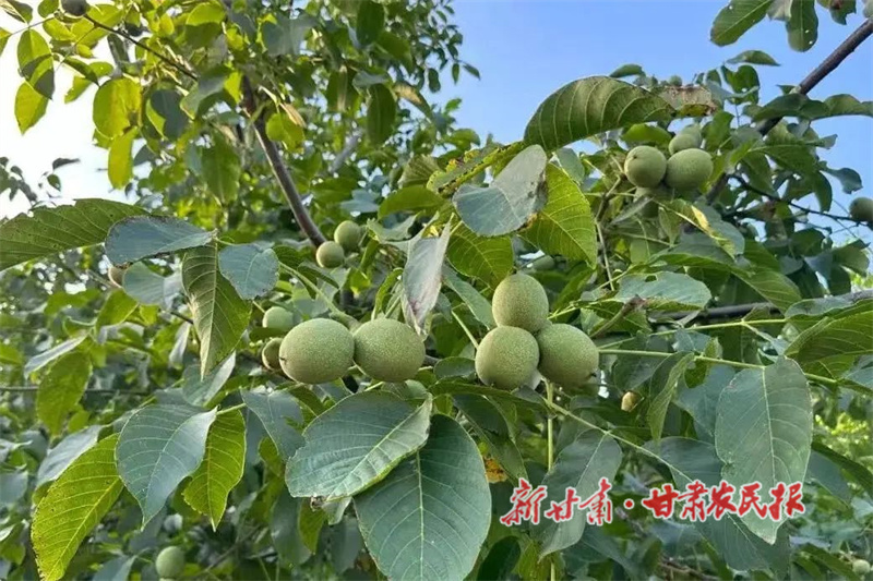 华亭：优品种强管理提品质，安口镇核桃铺就产业致富路