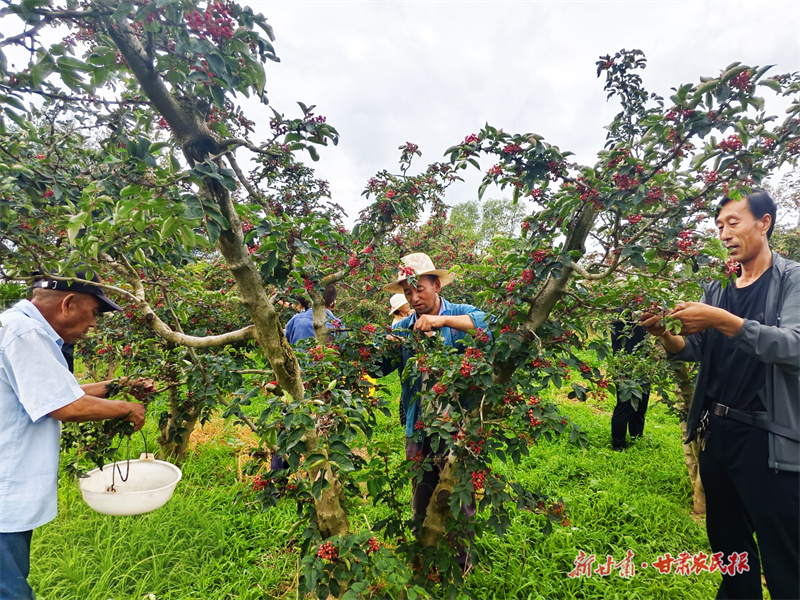 泾川：花椒&ldquo;红&rdquo;了日子红